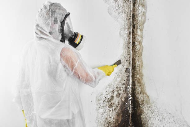 Best Certified Mold Removal  in Tilton Northfield, NH