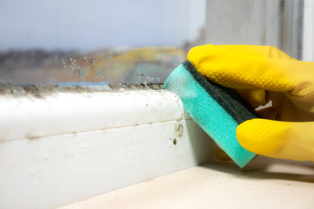 Reliable Tilton Northfield, NH Mold Removal Solutions