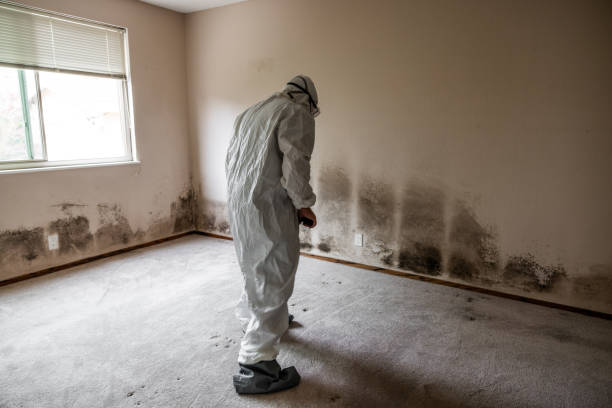 Best Certified Mold Removal  in Tilton Northfield, NH